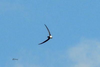 BIRDING O PAJAREO
