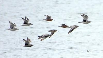 BIRDING O PAJAREO