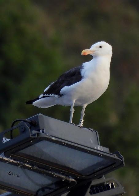BIRDING O PAJAREO