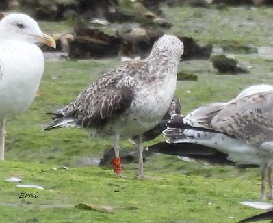 BIRDING O PAJAREO