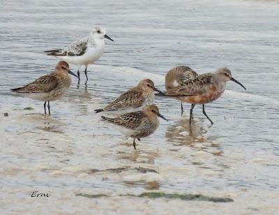 BIRDING O PAJAREO