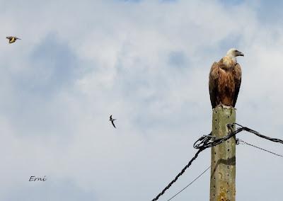 BIRDING O PAJAREO