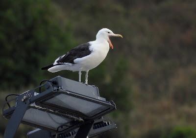 BIRDING O PAJAREO