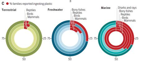 Los plásticos, una trampa para la vida silvestre