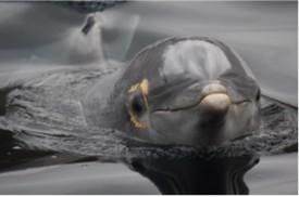 Los delfines que se miran al espejo