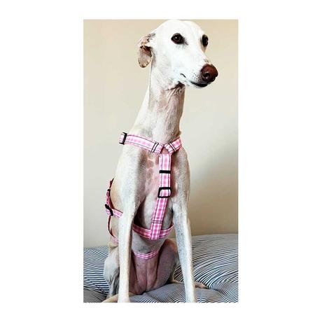 ROPA Y ACCESORIOS PARA GALGOS: ABRIGOS, ARNÉS Y COMPLEMENTOS ESPECIALIZADOS