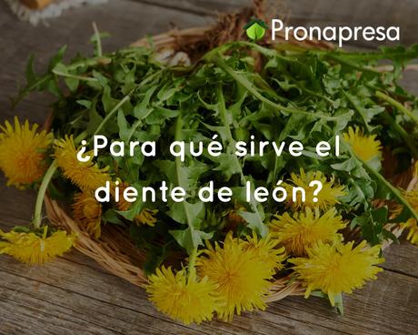 ¿Para qué sirve el diente de león?