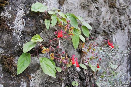Flor de la cascada (Ourisia ruellioides)