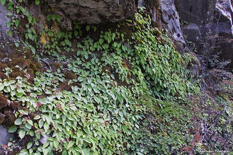 Flor de la cascada (Ourisia ruellioides)