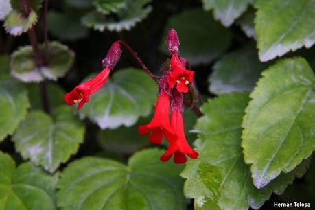 Flor de la cascada (Ourisia ruellioides)