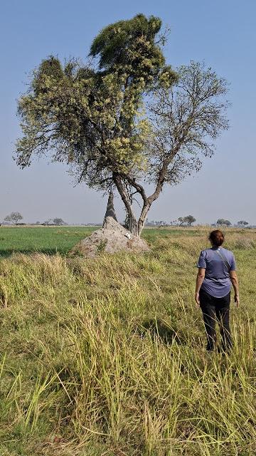 BOTSUANA : EL DELTA DEL OKAVANGO