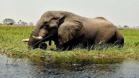 BOTSUANA : EL DELTA DEL OKAVANGO