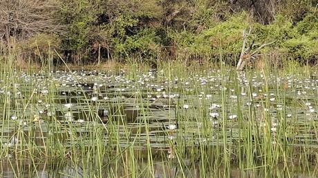 BOTSUANA : EL DELTA DEL OKAVANGO