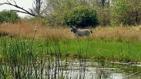 BOTSUANA : EL DELTA DEL OKAVANGO