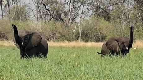 BOTSUANA : EL DELTA DEL OKAVANGO