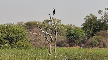 BOTSUANA : EL DELTA DEL OKAVANGO