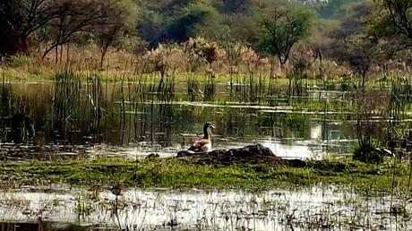 BOTSUANA : EL DELTA DEL OKAVANGO