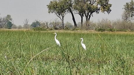 BOTSUANA : EL DELTA DEL OKAVANGO