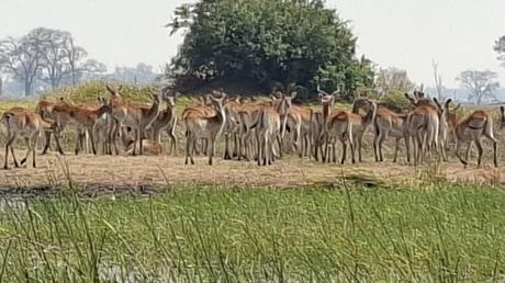 BOTSUANA : EL DELTA DEL OKAVANGO