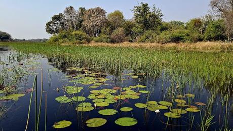 BOTSUANA : EL DELTA DEL OKAVANGO