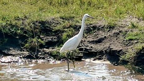 BOTSUANA : EL DELTA DEL OKAVANGO