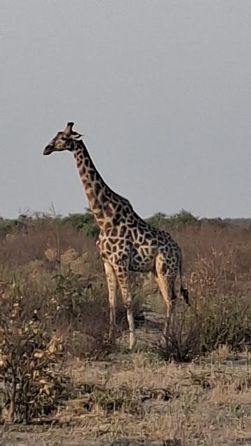 BOTSUANA :  EL PARQUE NACIONAL MAKGADIKGADI PANS