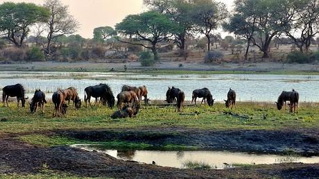 BOTSUANA :  EL PARQUE NACIONAL MAKGADIKGADI PANS