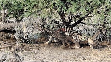 BOTSUANA :  EL PARQUE NACIONAL MAKGADIKGADI PANS