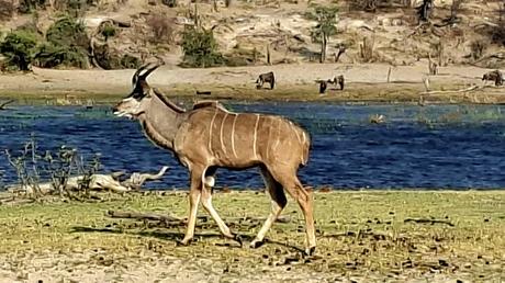 BOTSUANA :  EL PARQUE NACIONAL MAKGADIKGADI PANS