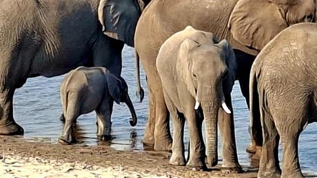 BOTSUANA :  EL PARQUE NACIONAL MAKGADIKGADI PANS
