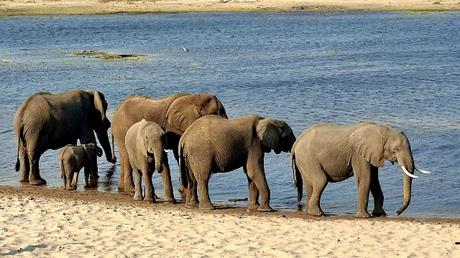 BOTSUANA :  EL PARQUE NACIONAL MAKGADIKGADI PANS