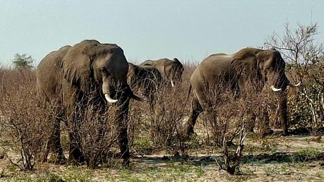 BOTSUANA :  EL PARQUE NACIONAL MAKGADIKGADI PANS
