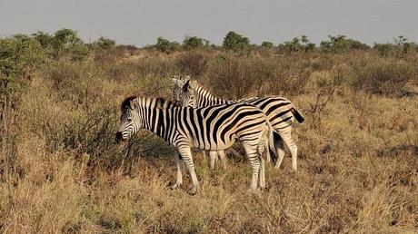 BOTSUANA :  EL PARQUE NACIONAL MAKGADIKGADI PANS