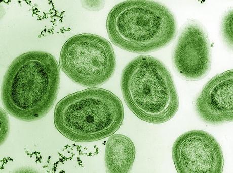 El océano que respira: cómo los mares producen gran parte del oxígeno que respiramos