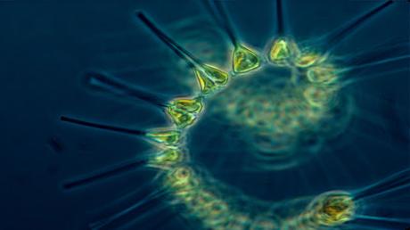 El océano que respira: cómo los mares producen gran parte del oxígeno que respiramos
