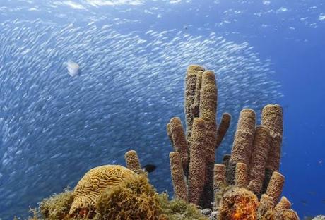 El océano que respira: cómo los mares producen gran parte del oxígeno que respiramos