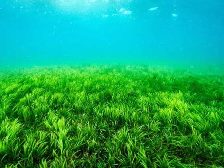 El océano que respira: cómo los mares producen gran parte del oxígeno que respiramos