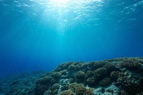 El océano que respira: cómo los mares producen gran parte del oxígeno que respiramos