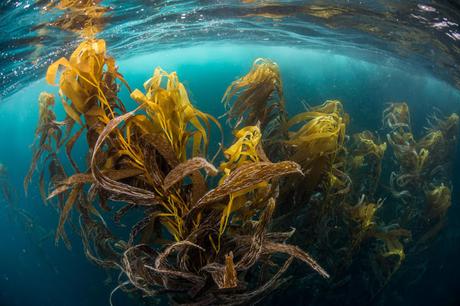 El océano que respira: cómo los mares producen gran parte del oxígeno que respiramos
