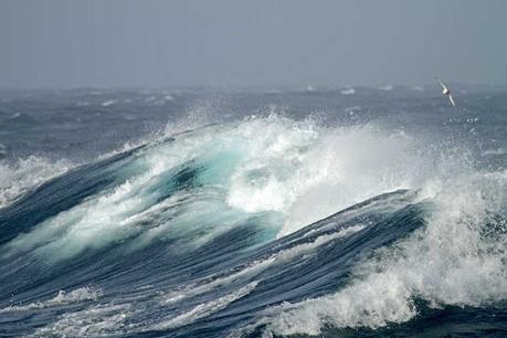 El océano que respira: cómo los mares producen gran parte del oxígeno que respiramos