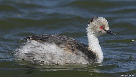 Macá plateado (Podiceps occipitalis)