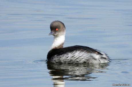 Macá plateado (Podiceps occipitalis)