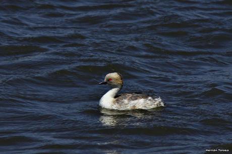 Macá plateado (Podiceps occipitalis)