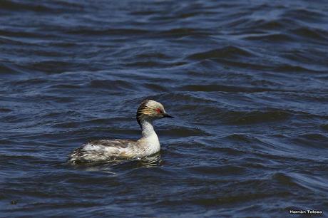 Macá plateado (Podiceps occipitalis)