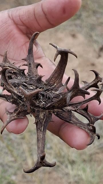 BOTSUANA : UN ENCUENTRO CON LOS BOSQUIMANOS