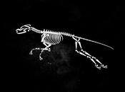 Calligrams Animals: animales tipográficos