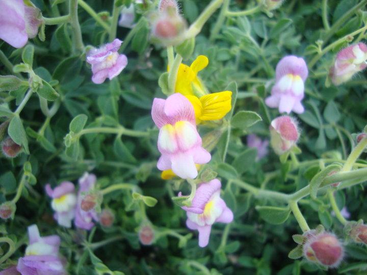 Antirrhinum charidemi; El dragoncillo de Cabo de Gata