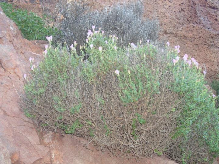 Antirrhinum charidemi; El dragoncillo de Cabo de Gata