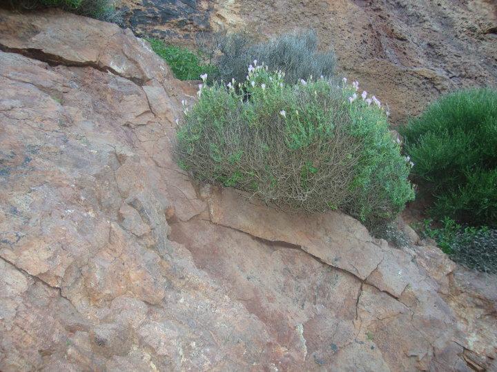 Antirrhinum charidemi; El dragoncillo de Cabo de Gata