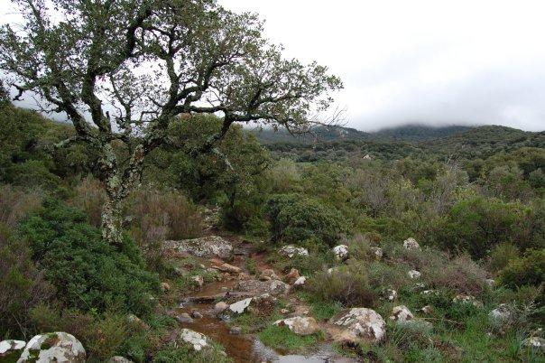 Parque Natural de Los Alcornocales